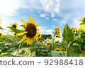 A summer tradition, a beautiful sunflower field 92988418