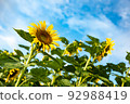 A summer tradition, a beautiful sunflower field 92988419