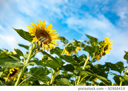 A summer tradition, a beautiful sunflower field A summer tradition, a beautiful sunflower field 92988419