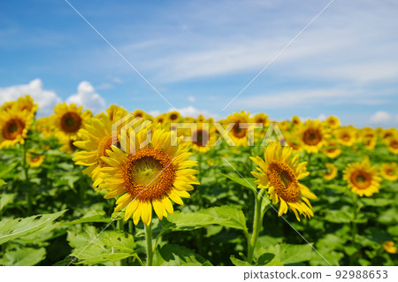 Summer flowers 92988653