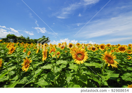 Summer flowers 92988654