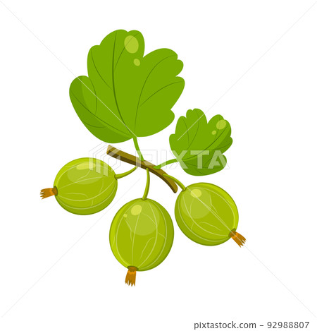 Green gooseberry with leaves on branch. Bunch of green summer bush berries. Green gooseberry with leaves on branch. Bunch of green summer bush berries. 92988807