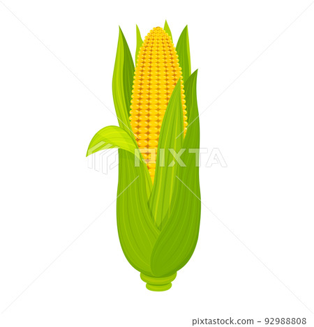 Sweet corn cob isolated on white background. Ripe fruit with leaves in cartoon style. Sweet corn cob isolated on white background. Ripe fruit with leaves in cartoon style. 92988808