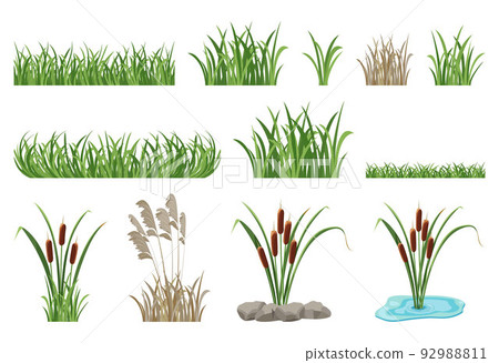 Set of illustrations of reeds, cattails, seamless grass elements. 92988811