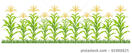 Corn plantation. Vector illustration of sweet corn sprouting in field. 92988825