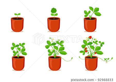 Growing strawberries in flower pot. Stages of germination process of strawberries at home Growing strawberries in flower pot. Stages of germination process of strawberries at home 92988833