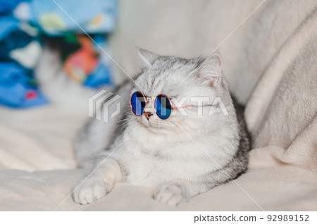 Portrait of fluffy Cat wearing glasses,pet fashion concept.Grey cat lying on bed. Portrait of fluffy Cat wearing glasses,pet fashion concept.Grey cat lying on bed. 92989152