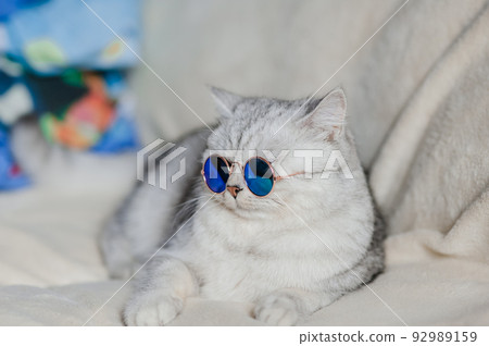 A light cat holds a toy in its paws, black glasses. 92989159