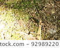 White-tailed beetle 92989220