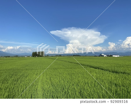 Rice fields in Aizusakashita-cho, Kawanuma-gun, Fukushima Prefecture 92989316
