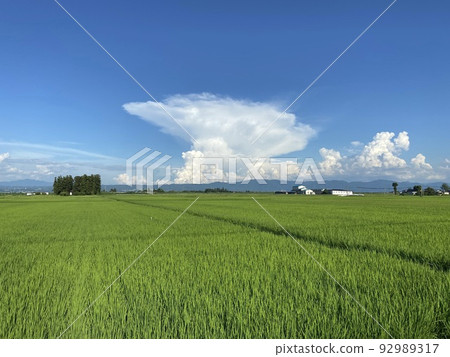 Rice fields in Aizusakashita-cho, Kawanuma-gun, Fukushima Prefecture Rice fields in Aizusakashita-cho, Kawanuma-gun, Fukushima Prefecture 92989317