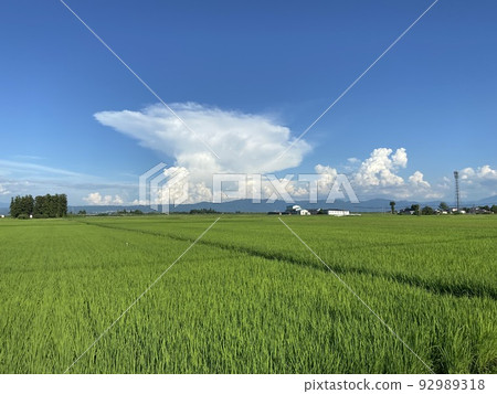 Rice fields in Aizusakashita-cho, Kawanuma-gun, Fukushima Prefecture Rice fields in Aizusakashita-cho, Kawanuma-gun, Fukushima Prefecture 92989318