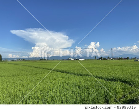 Rice fields in Aizusakashita-cho, Kawanuma-gun, Fukushima Prefecture Rice fields in Aizusakashita-cho, Kawanuma-gun, Fukushima Prefecture 92989319