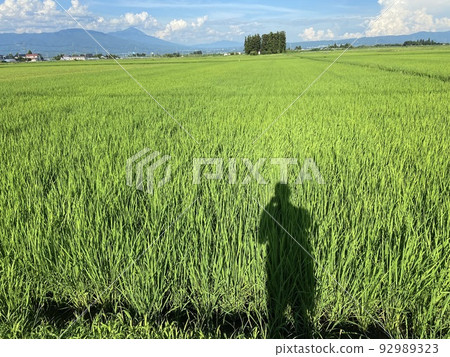 Rice fields in Aizusakashita-cho, Kawanuma-gun, Fukushima Prefecture Rice fields in Aizusakashita-cho, Kawanuma-gun, Fukushima Prefecture 92989323