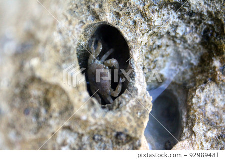The crab in the rock The crab in the rock 92989481