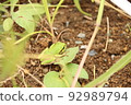 Japanese black frog 92989794