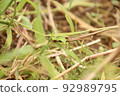 Japanese black frog 92989795
