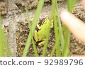 Japanese black frog 92989796