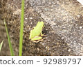 Japanese black frog 92989797