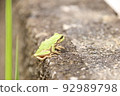 Japanese black frog 92989798