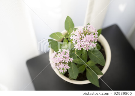 窗邊的粉色五角星 92989800