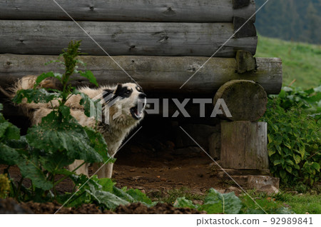 A dog of mixed breeds guarding a wooden house. A dog of mixed breeds guarding a wooden house. 92989841