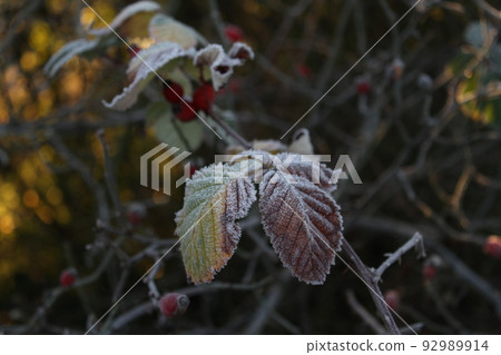 Frozen leaves Frost 92989914