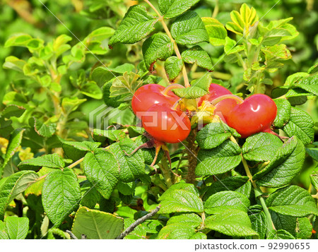 夏天在海灘上盛開的紅色蒺藜漿果 夏天在海灘上盛開的紅色蒺藜漿果 92990655