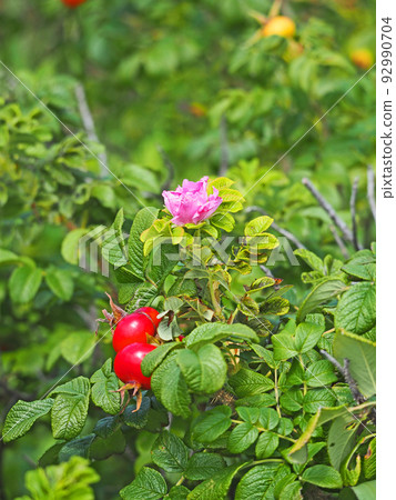 Hermanus flowers and red berries blooming on the beach in summer Hermanus flowers and red berries blooming on the beach in summer 92990704