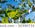 Contrast of green eucalyptus and blue sky 92990734