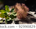 I hope the freshly cut smoke tree will become a beautiful dried flower! 92990829