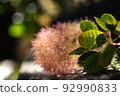 I hope the freshly cut smoke tree will become a beautiful dried flower! 92990833