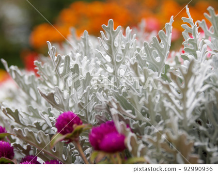 Dusty Miller in Odori Park 92990936