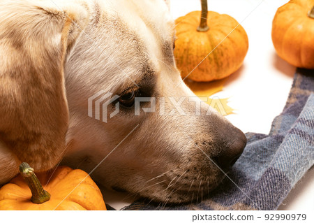 Labrador dog near small orange pumpkins and knitted scarf. Concept weekend scene with autumn mood. 92990979
