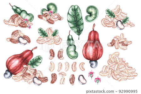 Watercolor cashew nuts 92990995