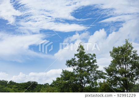Refreshing blue sky and summer trees Refreshing blue sky and summer trees 92991229