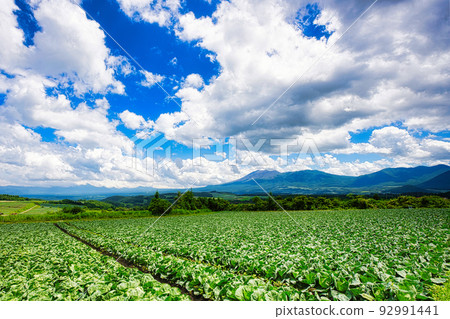 View of the vast cabbage fields from the top of the hill at Tsumagoi Highland in summer, where you can feel the clouds close by View of the vast cabbage fields from the top of the hill at Tsumagoi Highland in summer, where you can feel the clouds close by 92991441