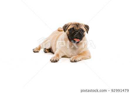 Studio shot of cute purebred dog, pug, posing isolated over white background. Cheerfully lying on floor 92991479