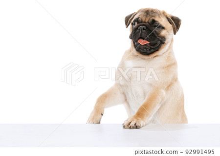 Studio shot of cute purebred dog, pug, posing with sticking ot tongue isolated over white background. Winking 92991495