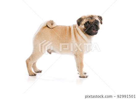 Studio shot of cute purebred dog, pug, posing with smile isolated over white background Studio shot of cute purebred dog, pug, posing with smile isolated over white background 92991501
