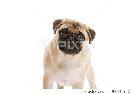 Studio shot of purebred dog, pug, posing isolated over white background. Attentively looking at camera Studio shot of purebred dog, pug, posing isolated over white background. Attentively looking at camera 92991507