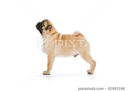 Studio shot of beautiful, purebred dog, pug, posing isolated over white background. Attentively looking upwards Studio shot of beautiful, purebred dog, pug, posing isolated over white background. Attentively looking upwards 92991586