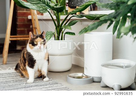 Adorable colorful cat waiting for food from automatic smart feeder in cozy home interior. Home life with a pet. Healthy pet food diet concept. Selective focus, copy space Adorable colorful cat waiting for food from automatic smart feeder in cozy home interior. Home life with a pet. Healthy pet food diet concept. Selective focus, copy space 92991635