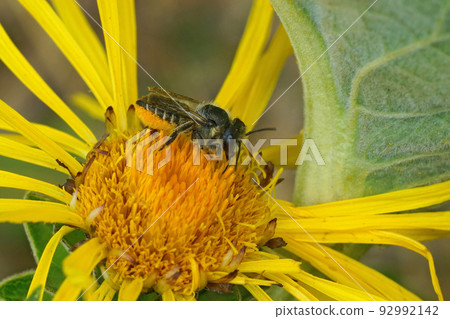 Closeup on a female Patchwork leafcutter bee, Megachile centuncularis, collecting yellow pollen from Inula officinalis Closeup on a female Patchwork leafcutter bee, Megachile centuncularis, collecting yellow pollen from Inula officinalis 92992142