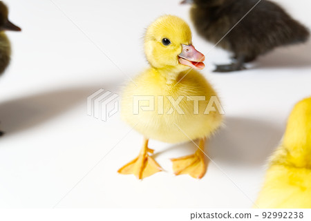 Few days old yellow duckling isolated close-up. 92992238