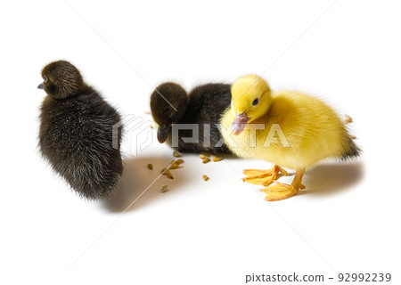 Yellow and Brown newborn duckling closeup on white background. 92992239