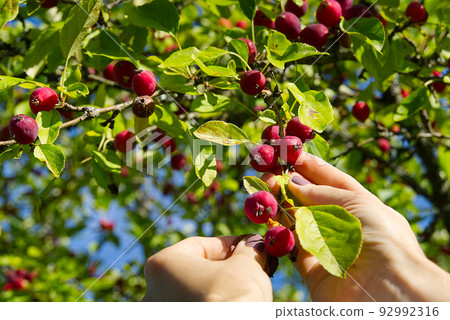 Malus pumila. Harvesting of paradise apples. Many red and ripe ranetki branches of the tree. Collecting of Pyrus malus pumila from tree. Malus pumila. Harvesting of paradise apples. Many red and ripe ranetki branches of the tree. Collecting of Pyrus malus pumila from tree. 92992316