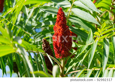 Red blossom of Blooming sumac vinegar tree, Rhus typhina, close-up in sunny summer day. 92992317