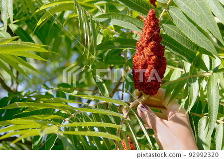 Red blossom of Blooming sumac vinegar tree, Rhus typhina, close-up in sunny summer day. Red blossom of Blooming sumac vinegar tree, Rhus typhina, close-up in sunny summer day. 92992320