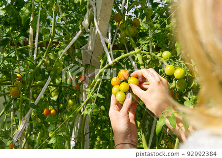 the gardener examines the quality of the yellow cherry tomatoes. Ripening cherry tomatoes in a greenhouse. Home gardening concept. the gardener examines the quality of the yellow cherry tomatoes. Ripening cherry tomatoes in a greenhouse. Home gardening concept. 92992384